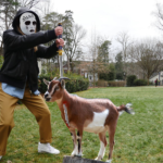 Goat Death Count Escalates as Formal Recruitment Ends: