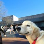 Prospective therapy dog shits in White Hall, now just dog